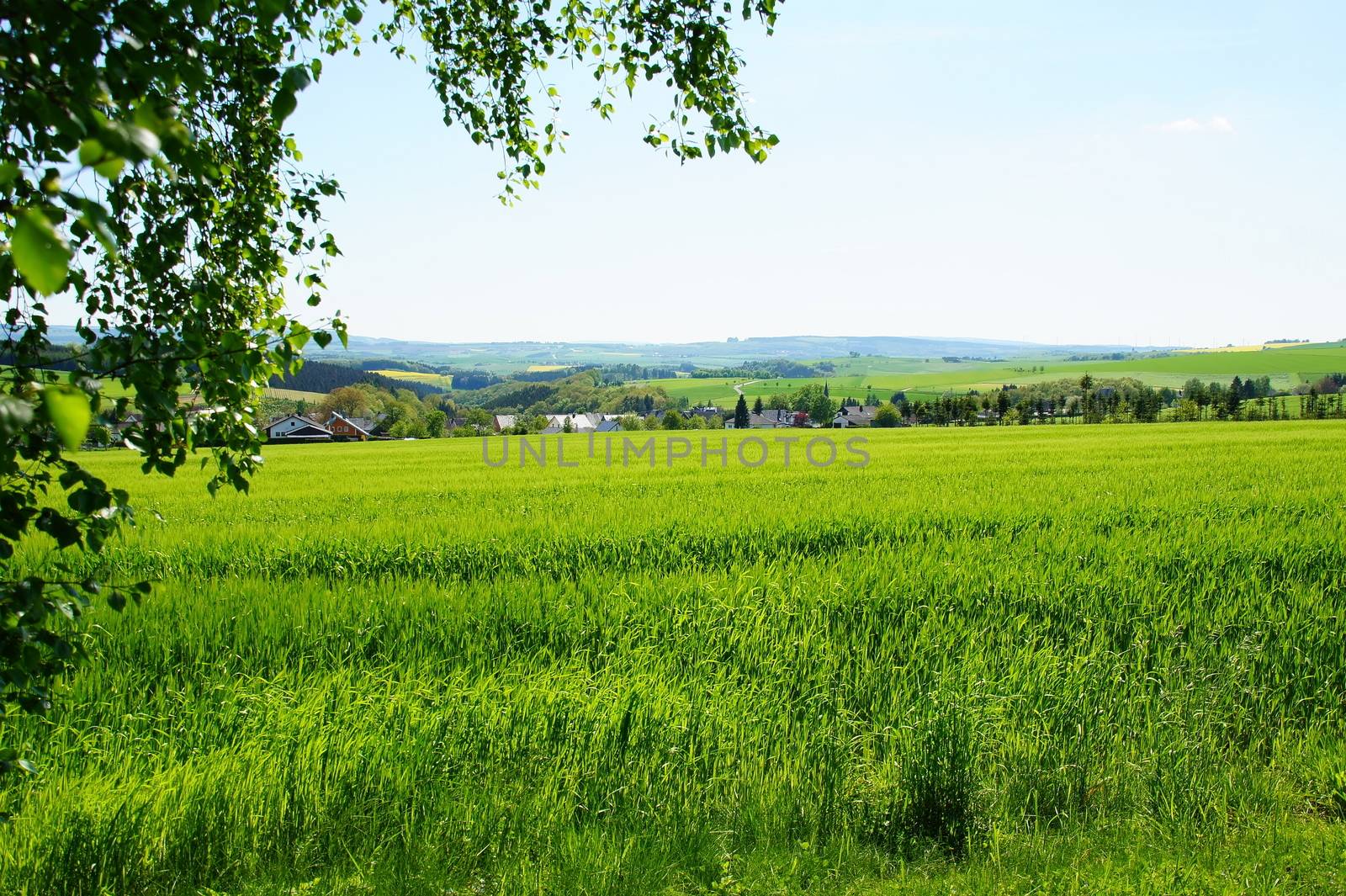 Getreidefeld bei Morbach Heinzerath im Hunsrück