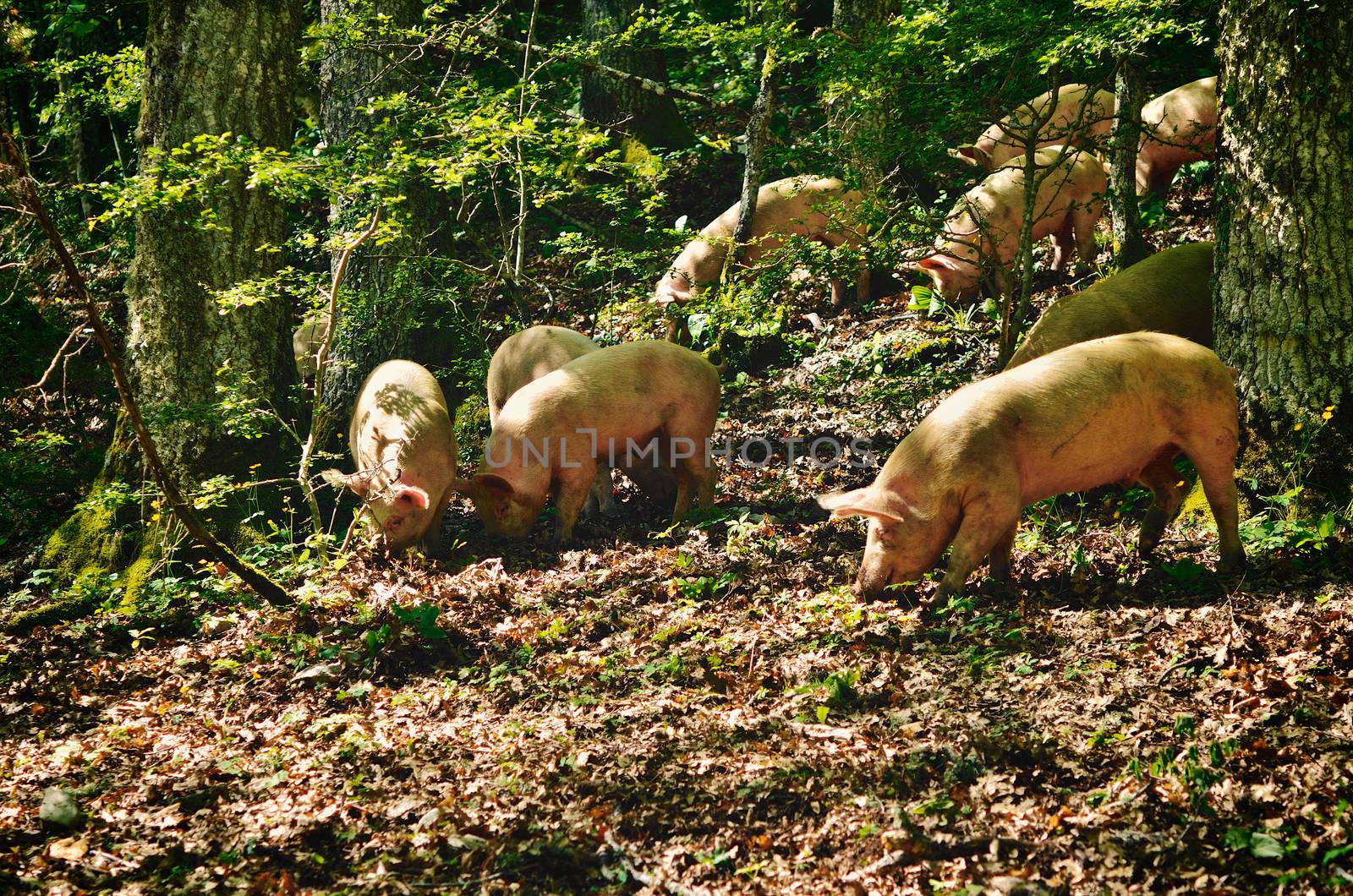 Herd of italian pigs eating acorns of oaks in the forest