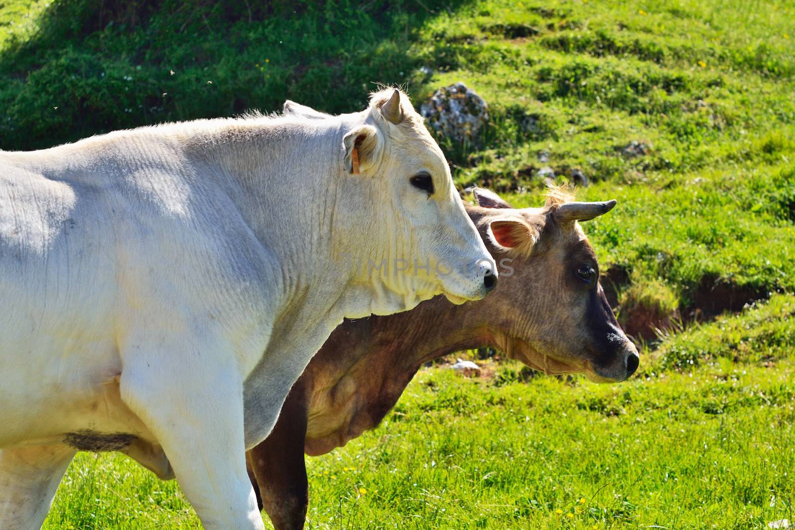 Two Cows by styf22