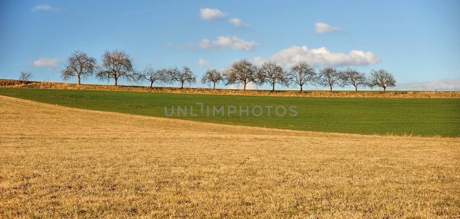 Spring field with blue sky and trees in background