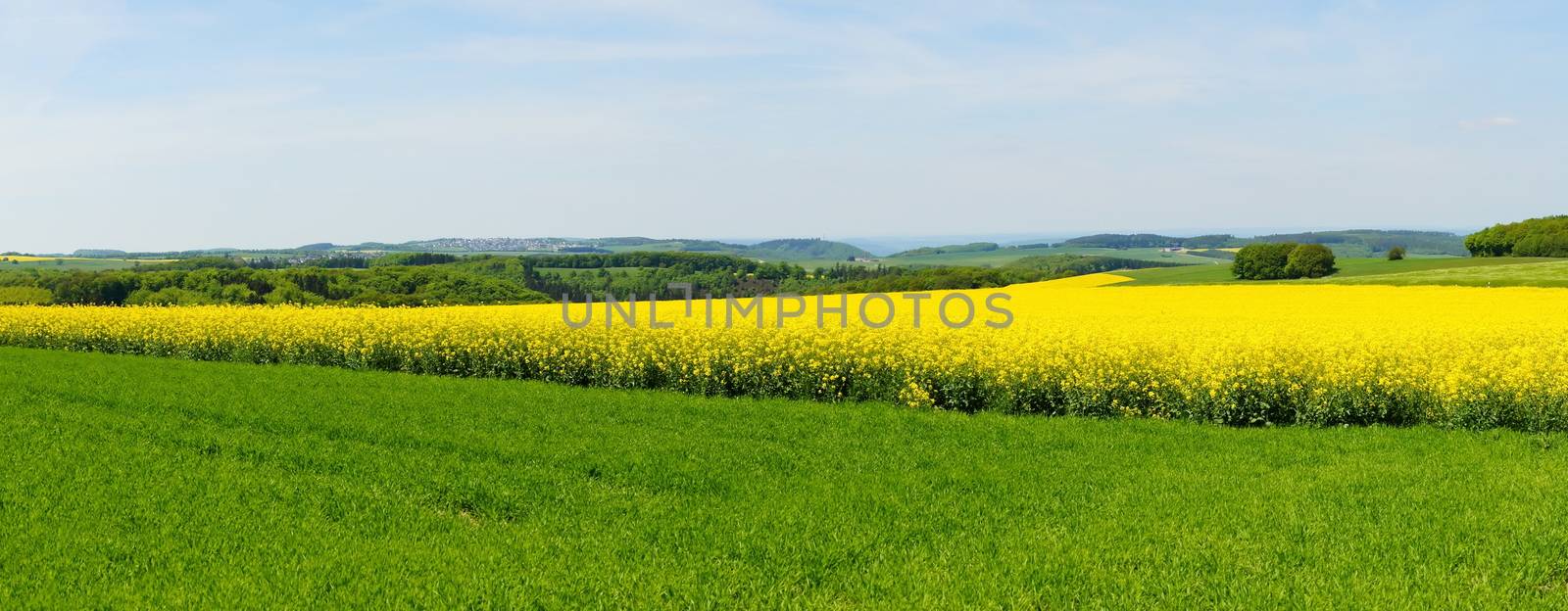 blühendes Rapsfeld Panorama mit Monzelfeld in der Ferne