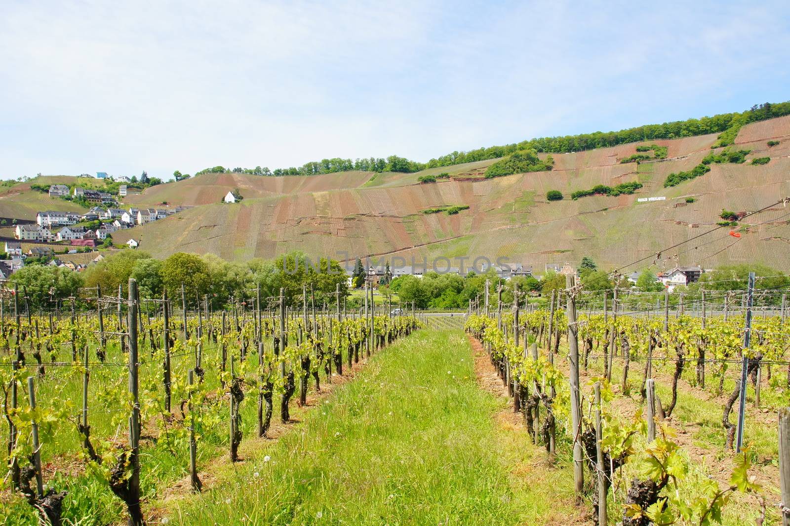 Weinlage Ürziger Würzgarten mit roter Erde