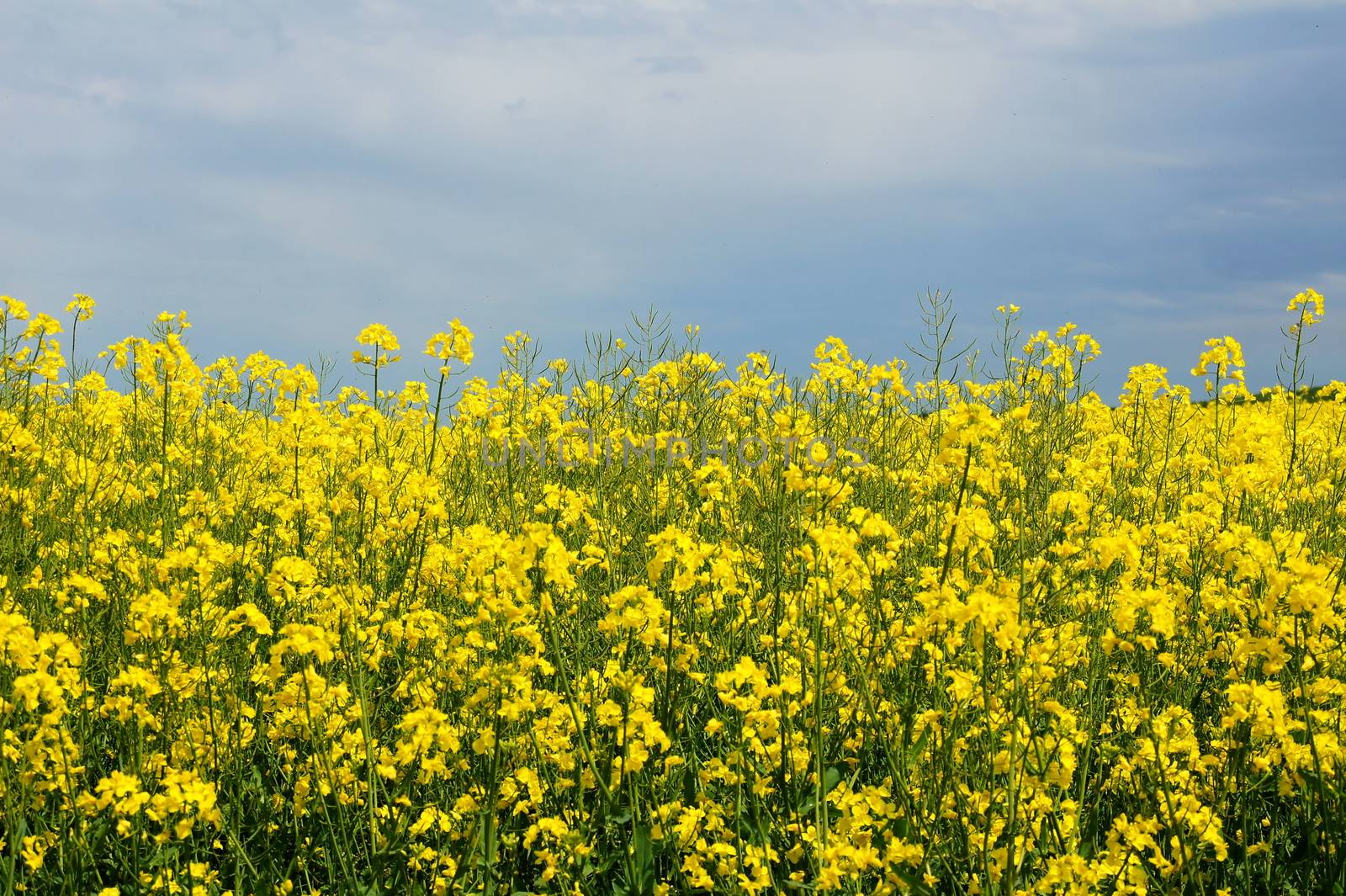 blühender Raps unter wolkigem Himmel