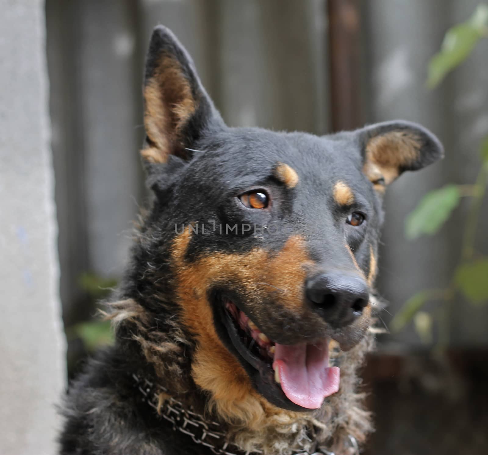 Portrait of mature dog sitting on the backyard