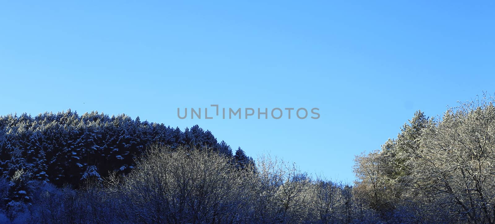 Trees covered with hoarfrost and snow in mountains