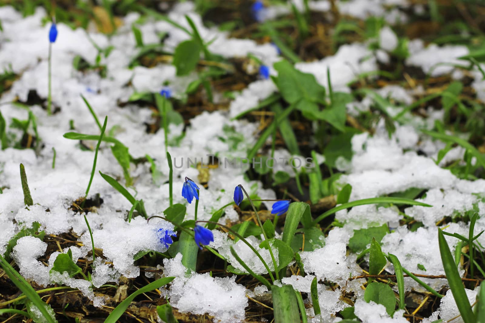 First Spring Flowers growing in the forest