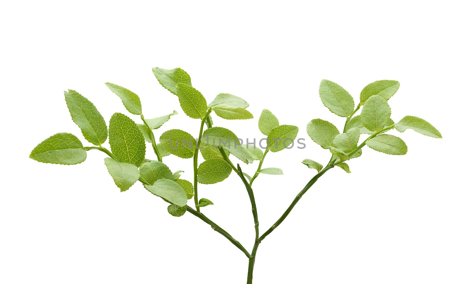 Isolated green bilberry bush on the white background