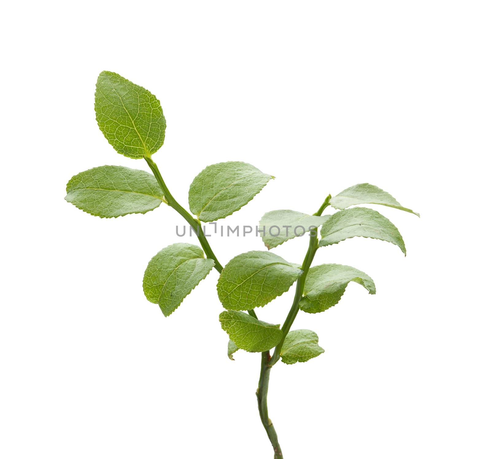 Isolated green bilberry bush on the white background