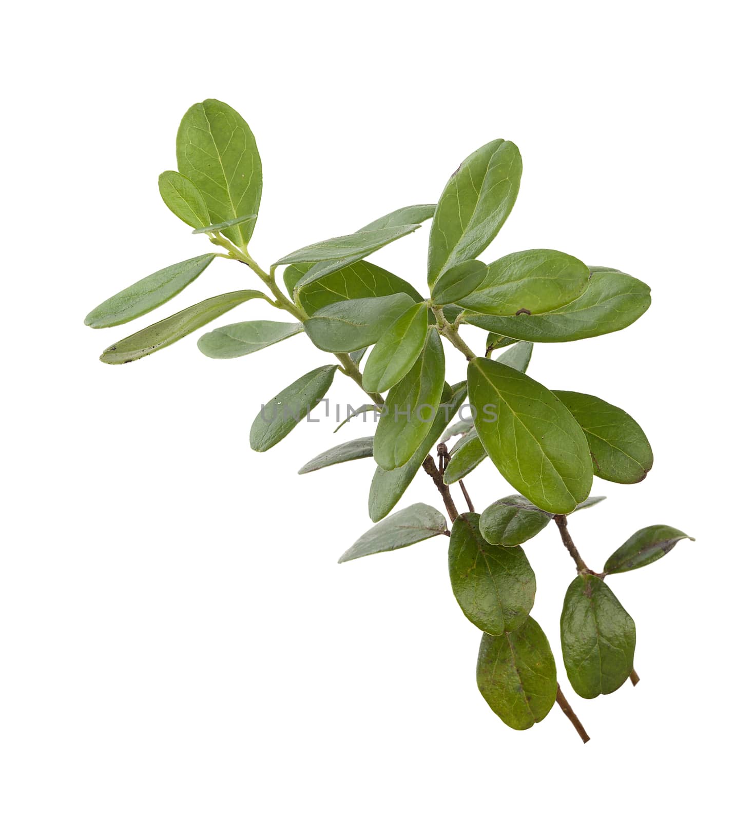 Isolated green branch of red whortleberry on the white background
