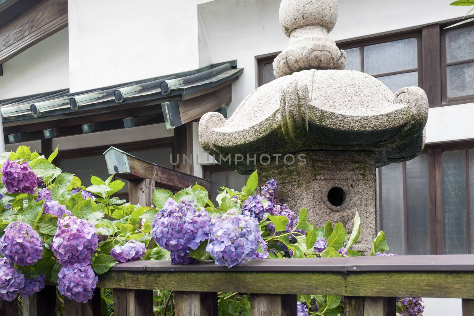 fragment of small temple yard with wooden fence, blossom hydrangeas and stone lantern