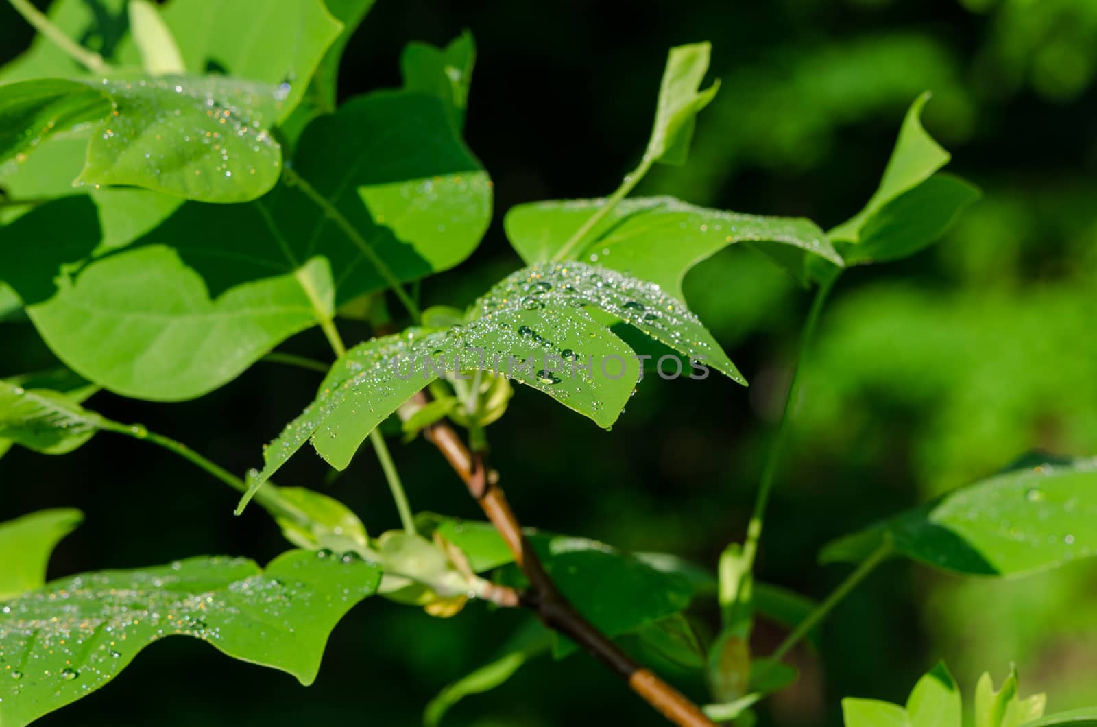 Sun reflections on tulip tree leaves covered with morning dew water drops. Amazing natural beauty.
