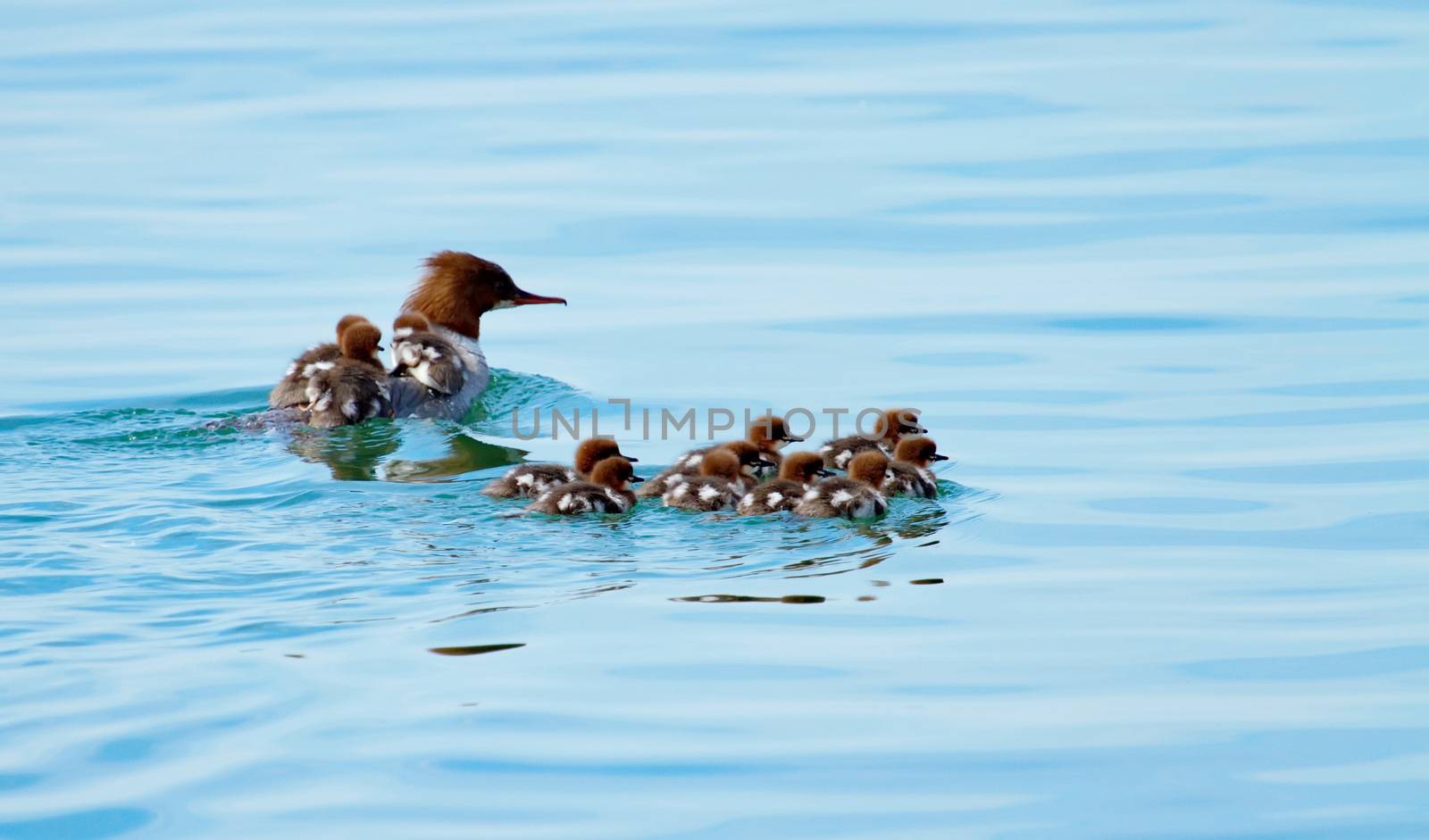 Female goosander (mergus merganser) and babies on its back swimming onto the water