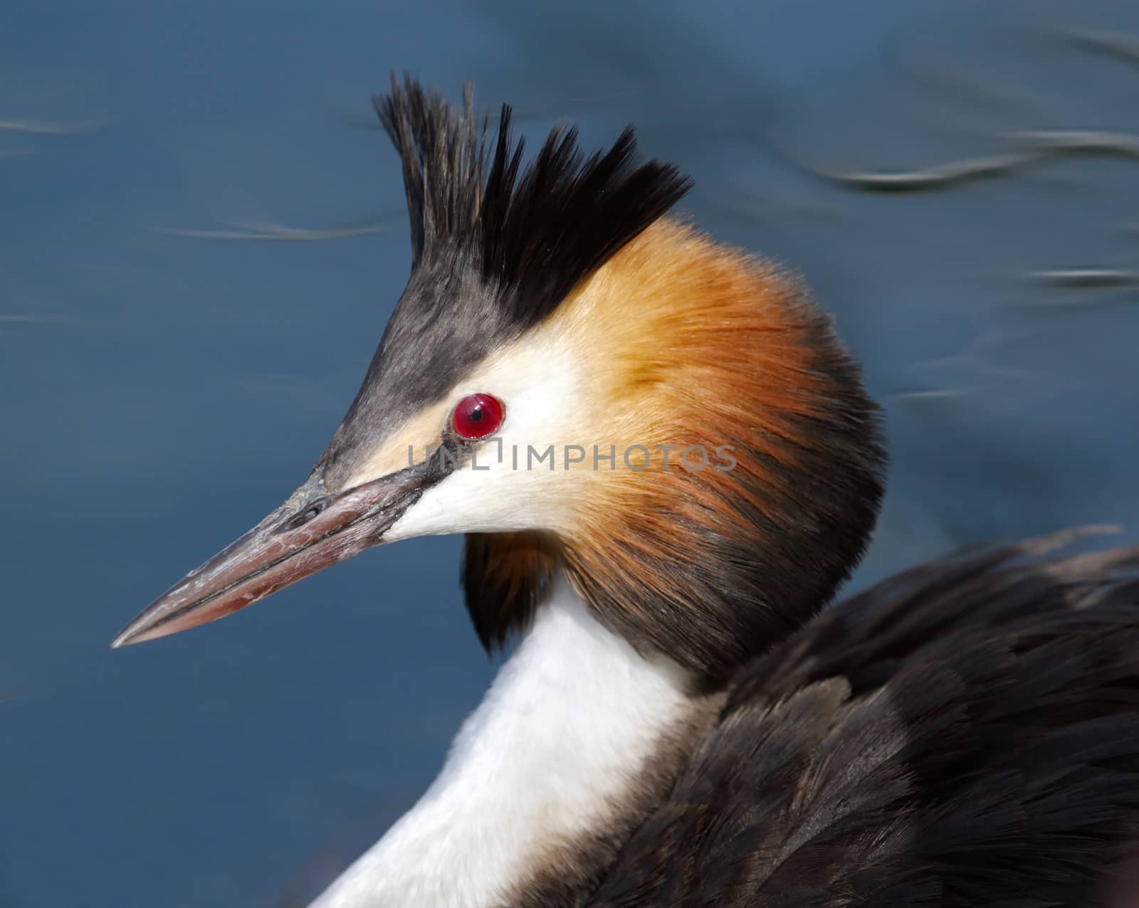 Crested grebe duck (podiceps cristatus) floating on water