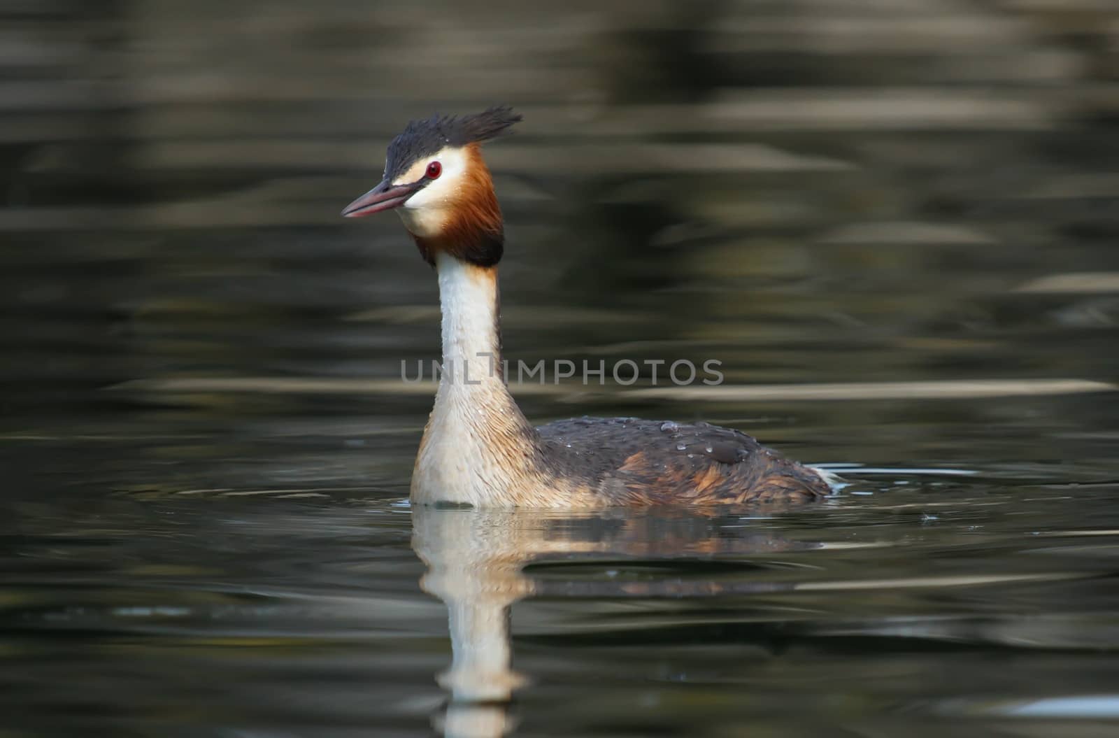 Crested grebe duck (podiceps cristatus) floating on water