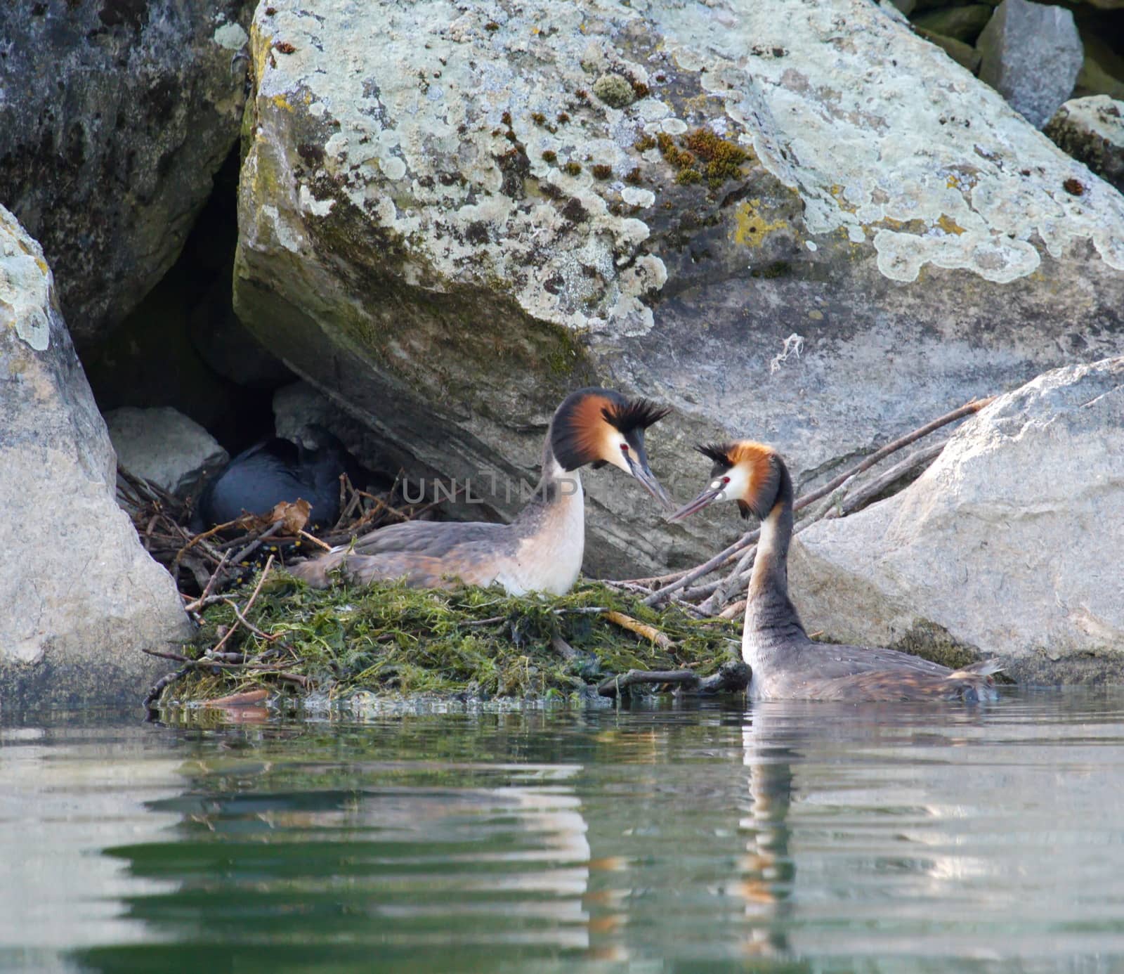 Crested grebe (podiceps cristatus) nest in rocks by Elenaphotos21