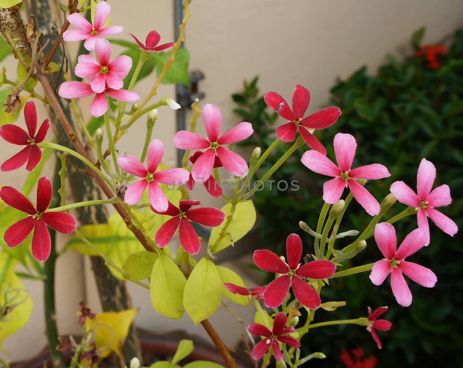 Five flower petals are red, pink bloom on the tree is very beautiful.                               