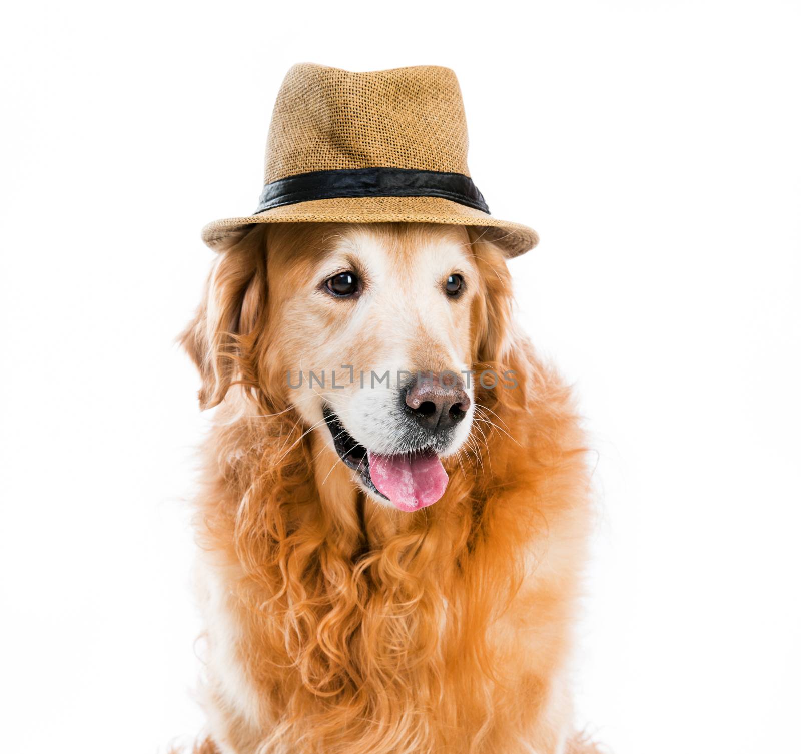 red retriever in a brown hat on white background