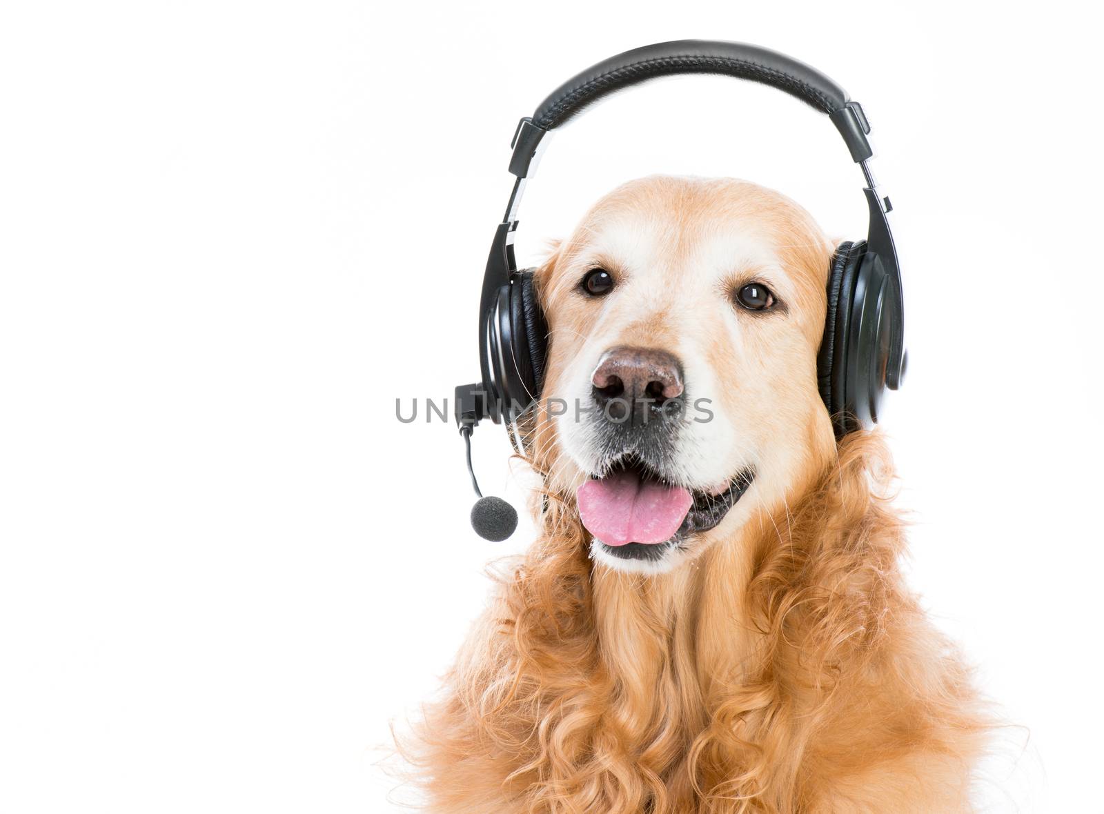 beautiful red retriever with headset isoleted on a white background