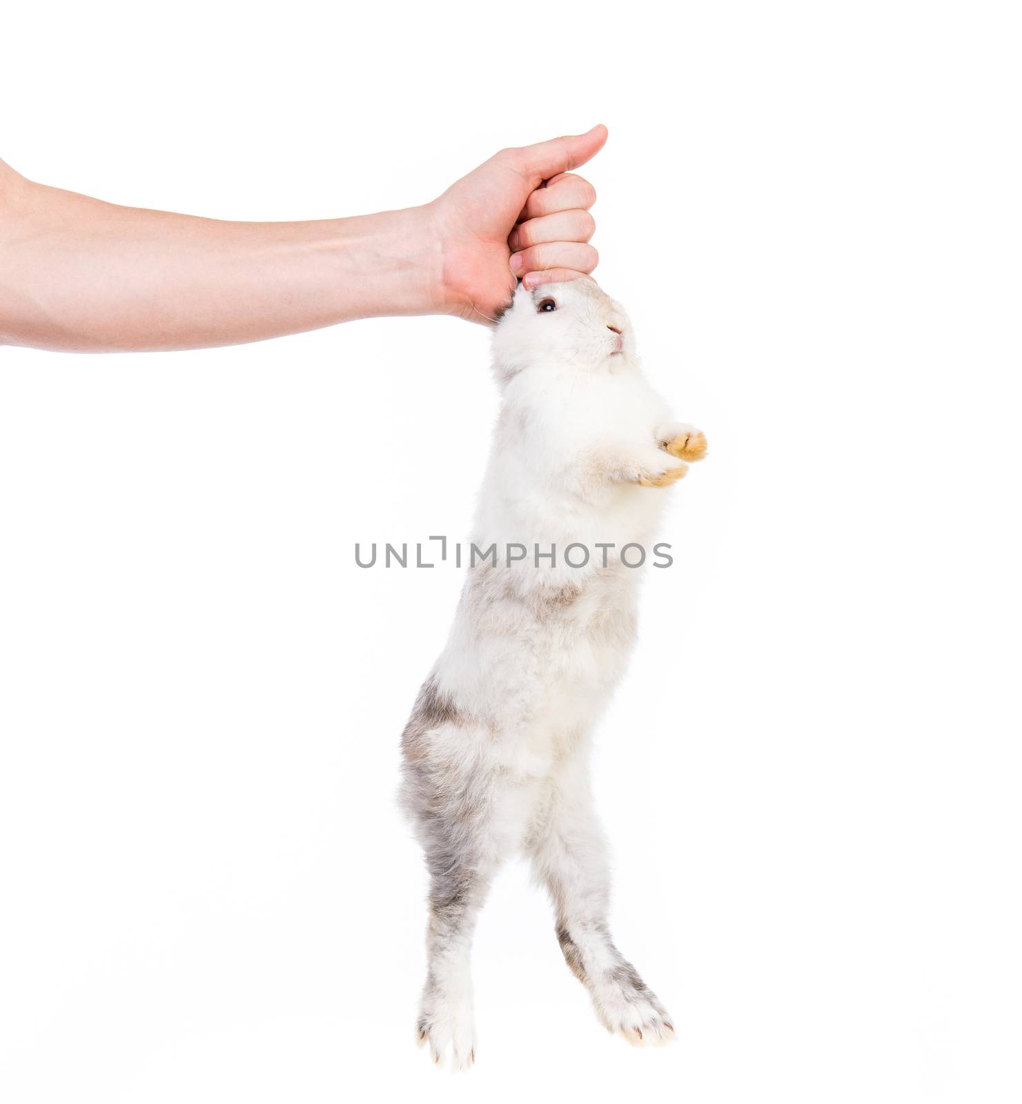 hand holding a white rabbit by the ears isolated on white background