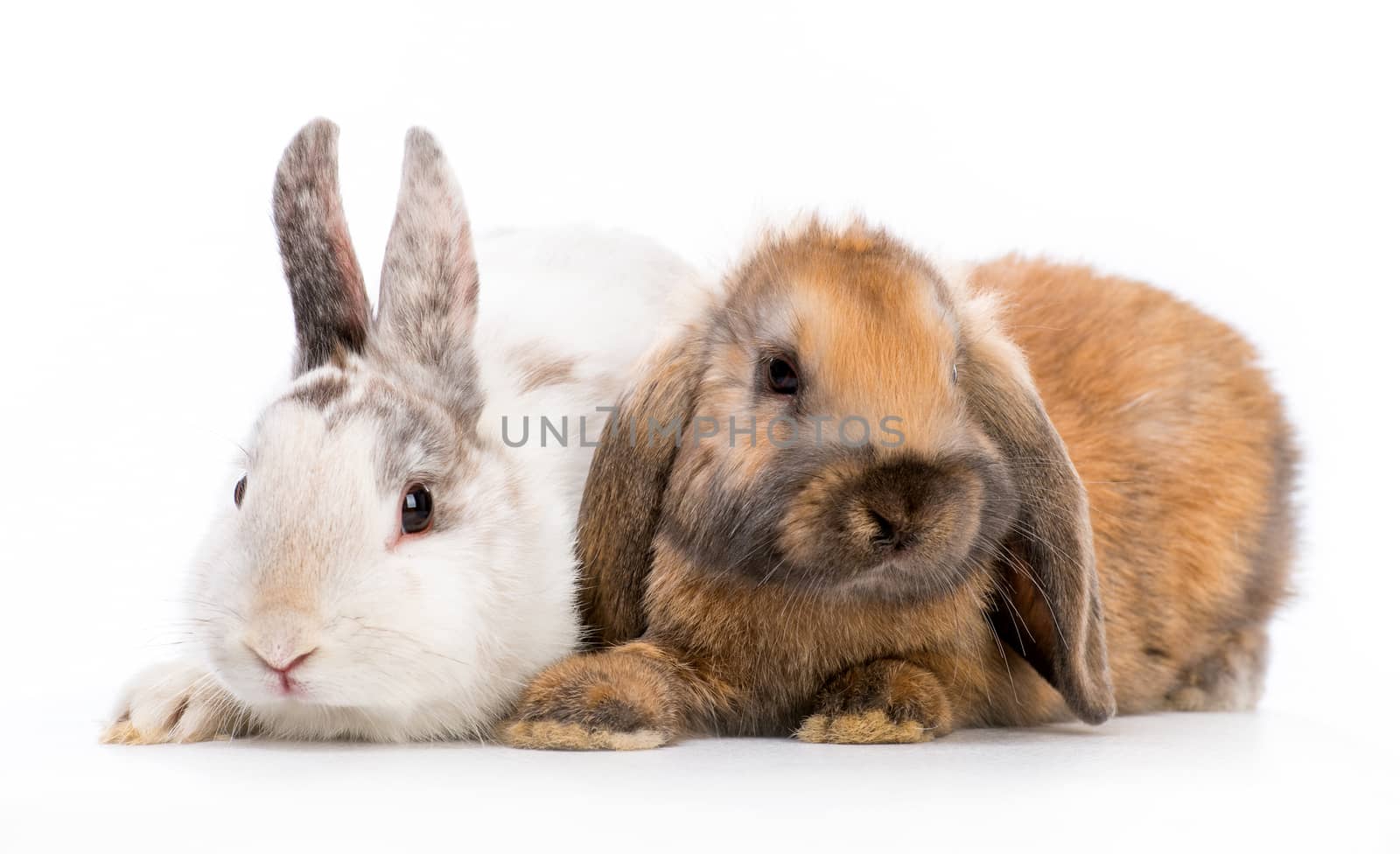 two cute Easter bunny isolated on white background