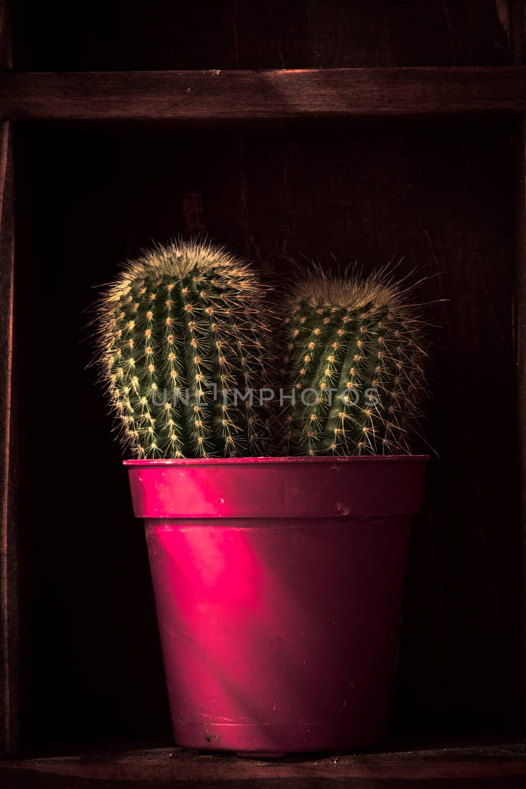 Home decoration, cactus on rustic shelf , artistic processed photo