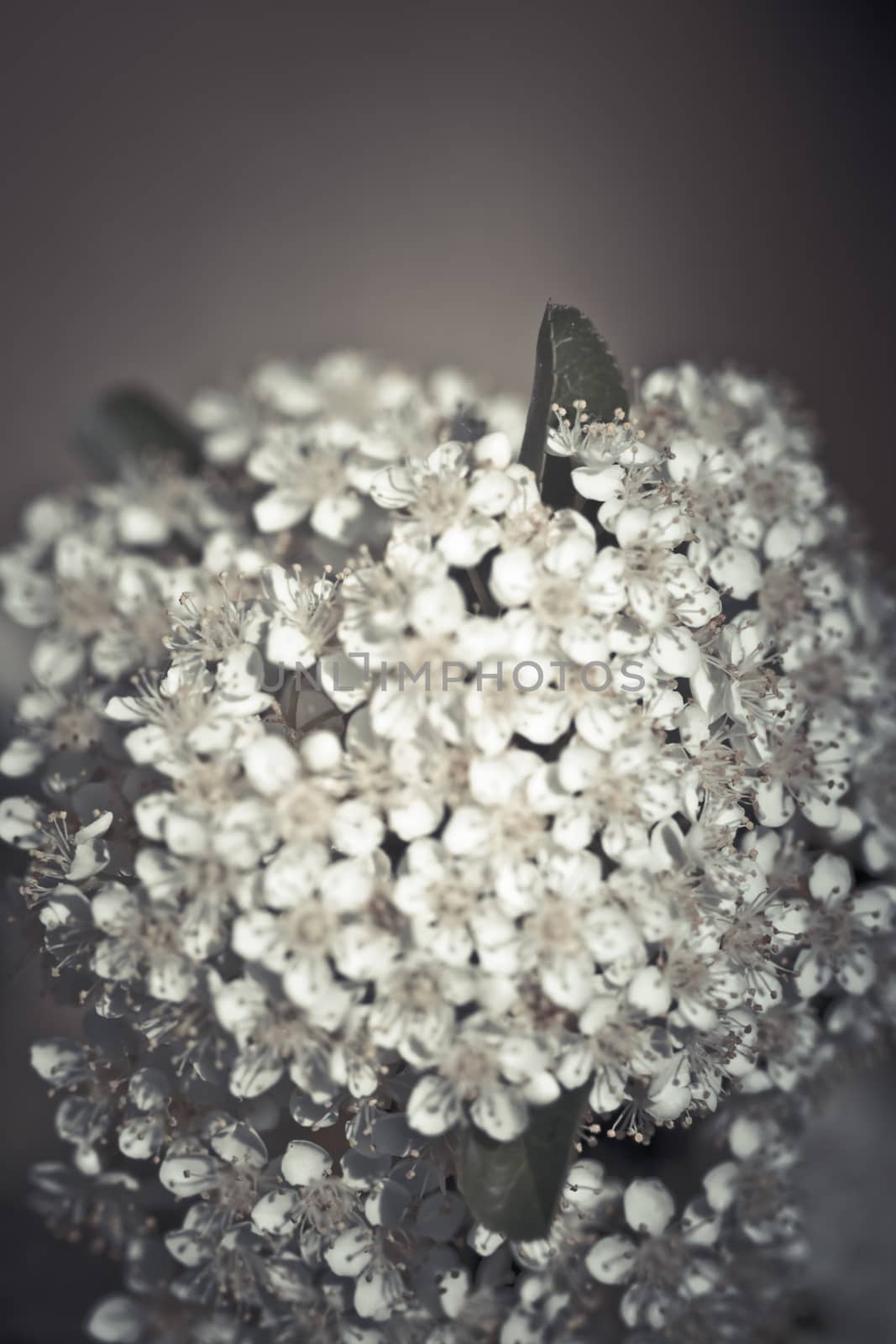 Close up of a flower, shallow DOF by Lizard