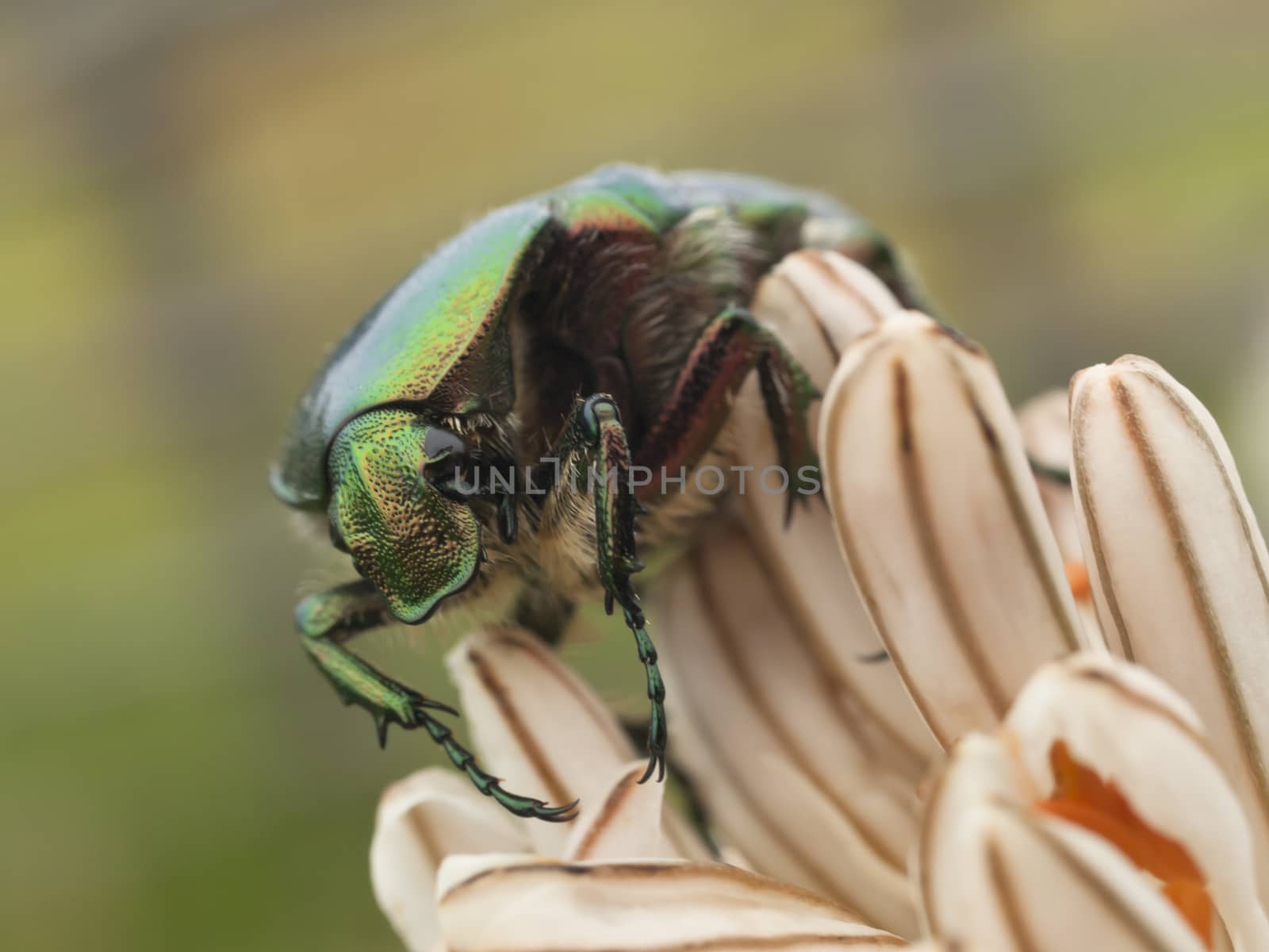 Close up  of Green bug, rose chafer, cetonia aurata on lilly flower