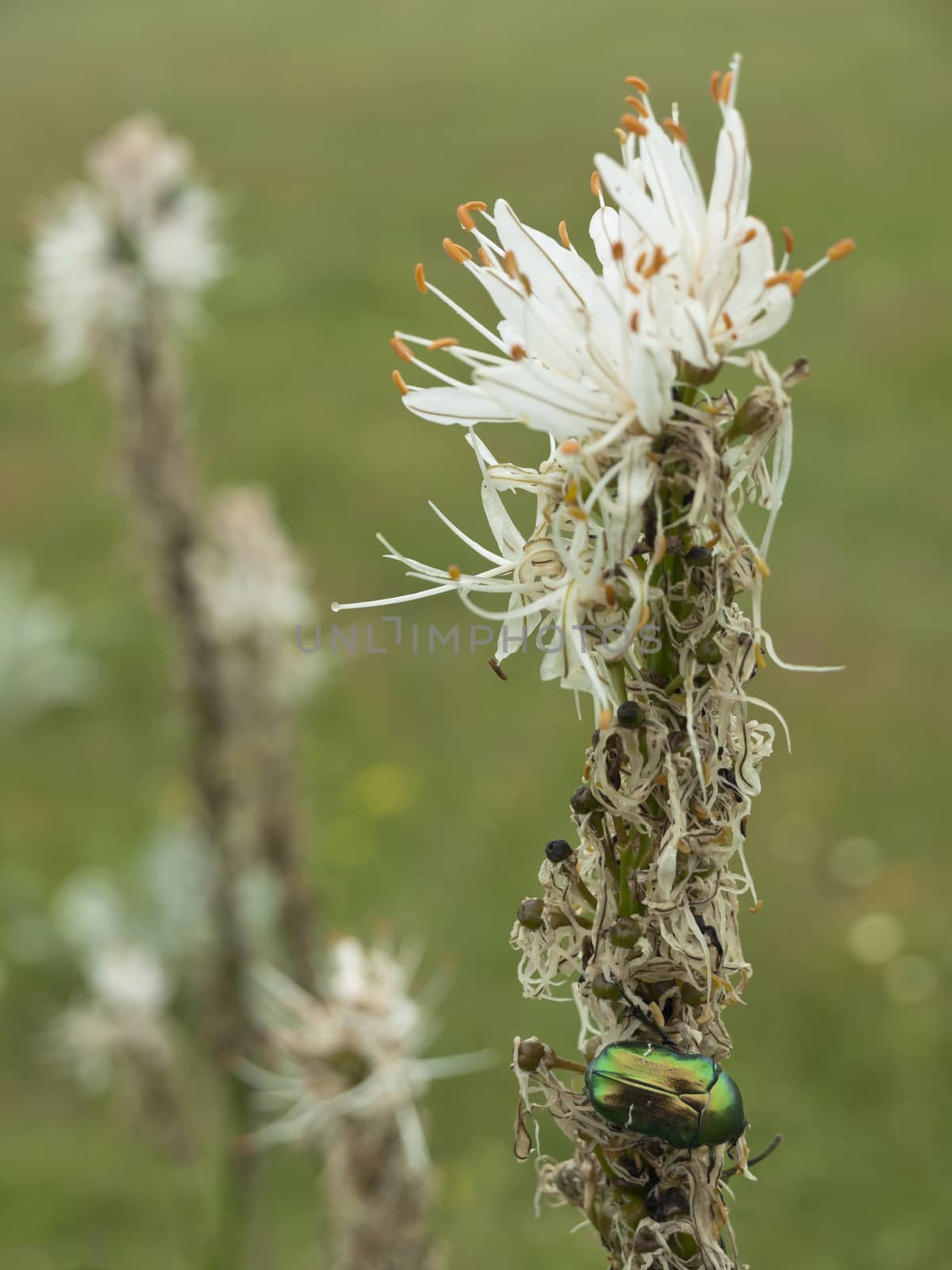 Green bug, rose chafer, cetonia aurata on lilly flower