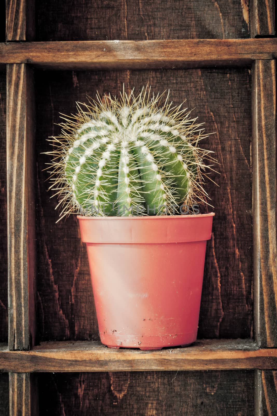 Home decoration, cactus on rustic shelf by Lizard