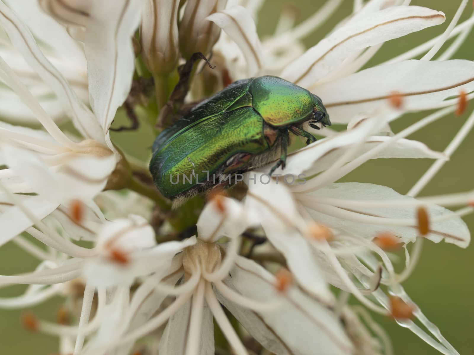 Green bug and lilly flower by Trala