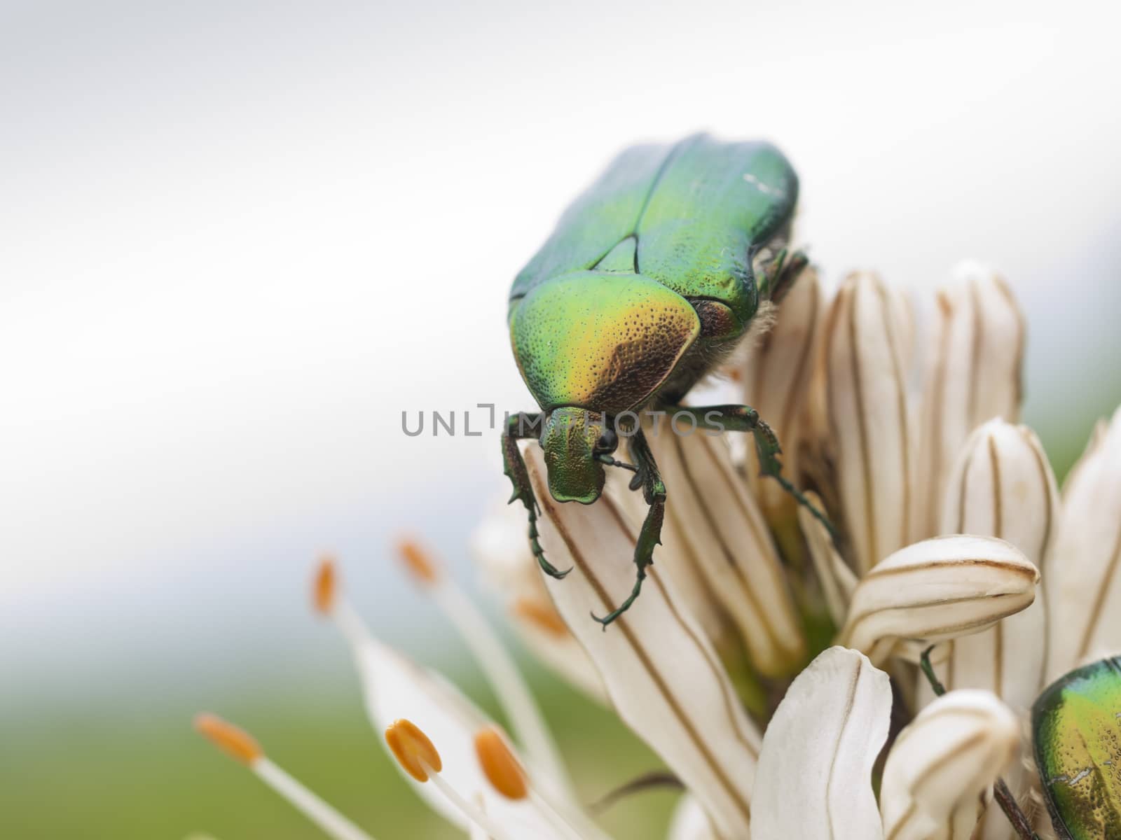 Close up of Green bug, rose chafer, cetonia aurata on lilly flower