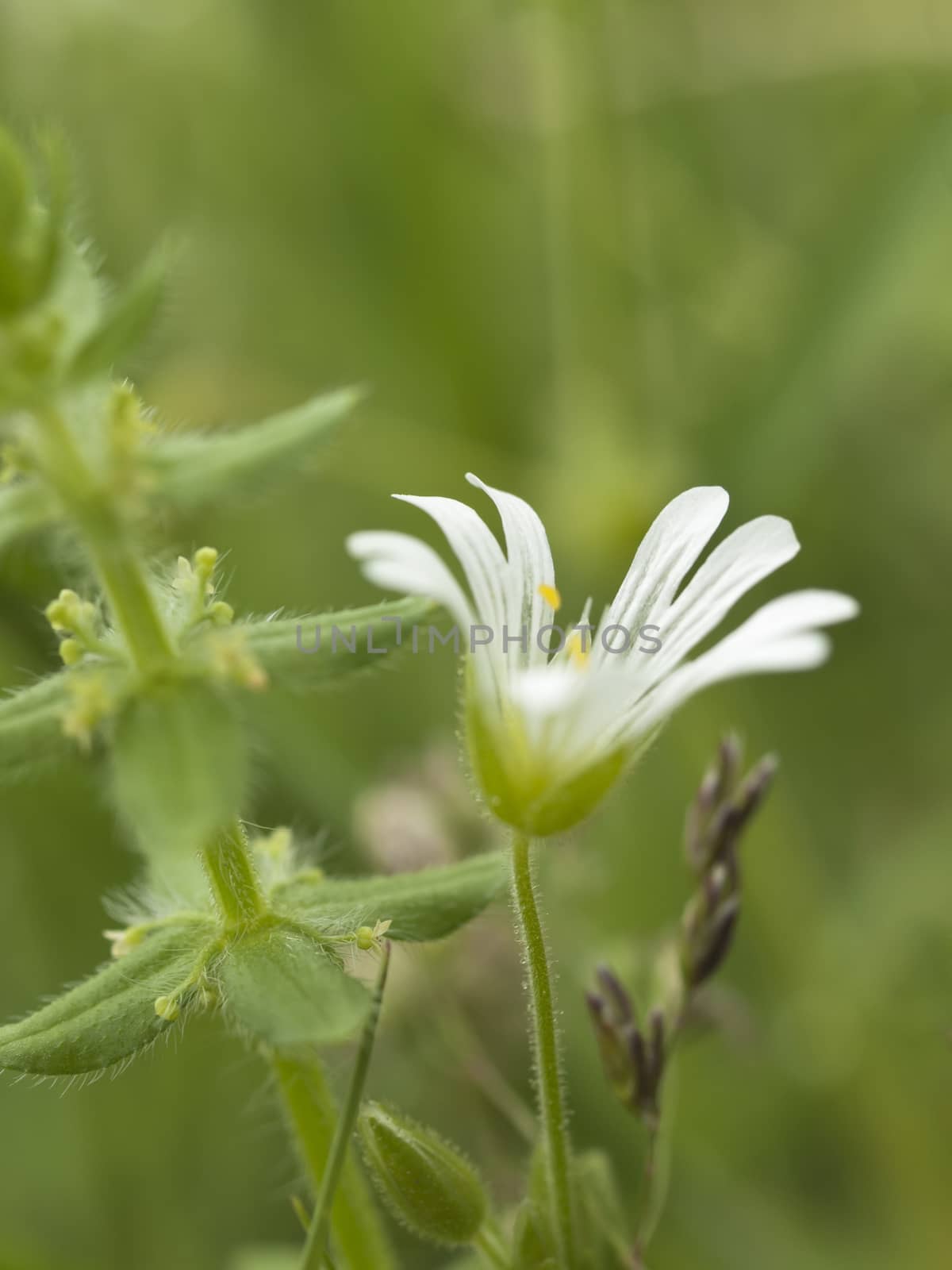 Withe chickweed flower in wild nature, close up