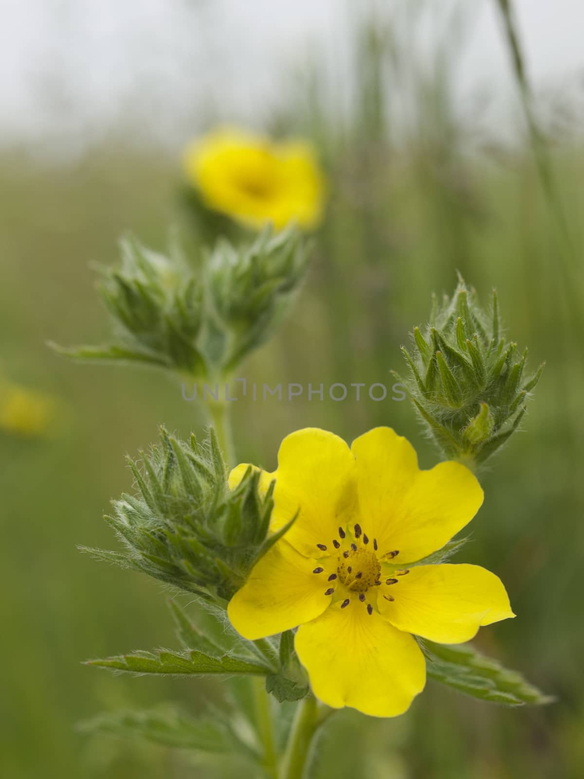 Dasiphora floribunda yellow flower close up