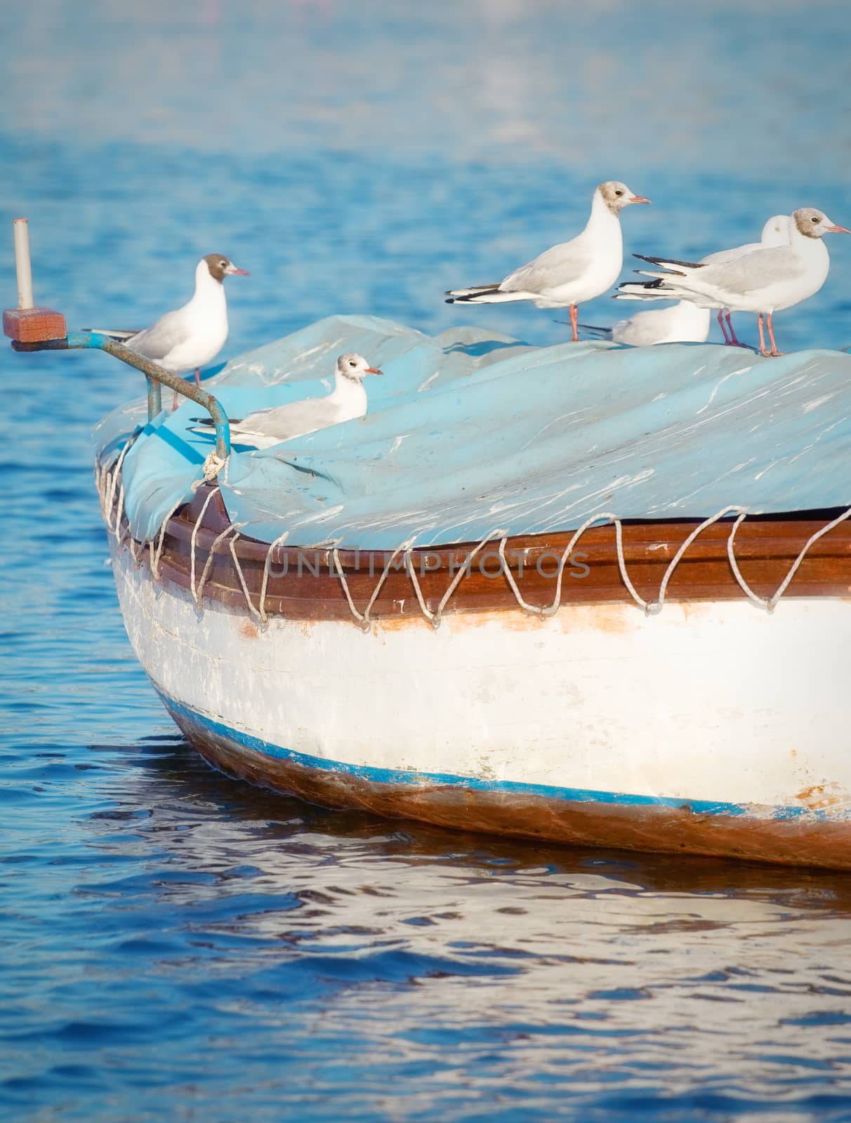 Seagull standing on top of a small wooden boat