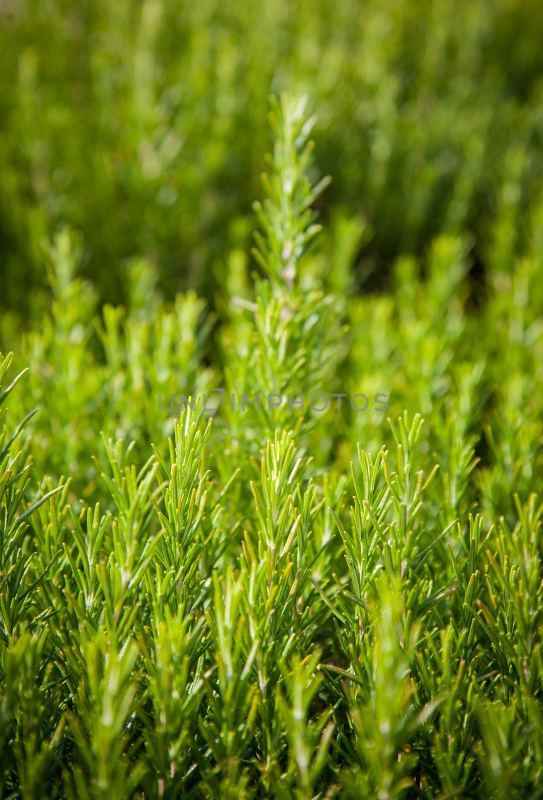 Rosemary background, fresh plant growth, scented spice, alternative herbal medicine, aromatic spices for food by Lizard