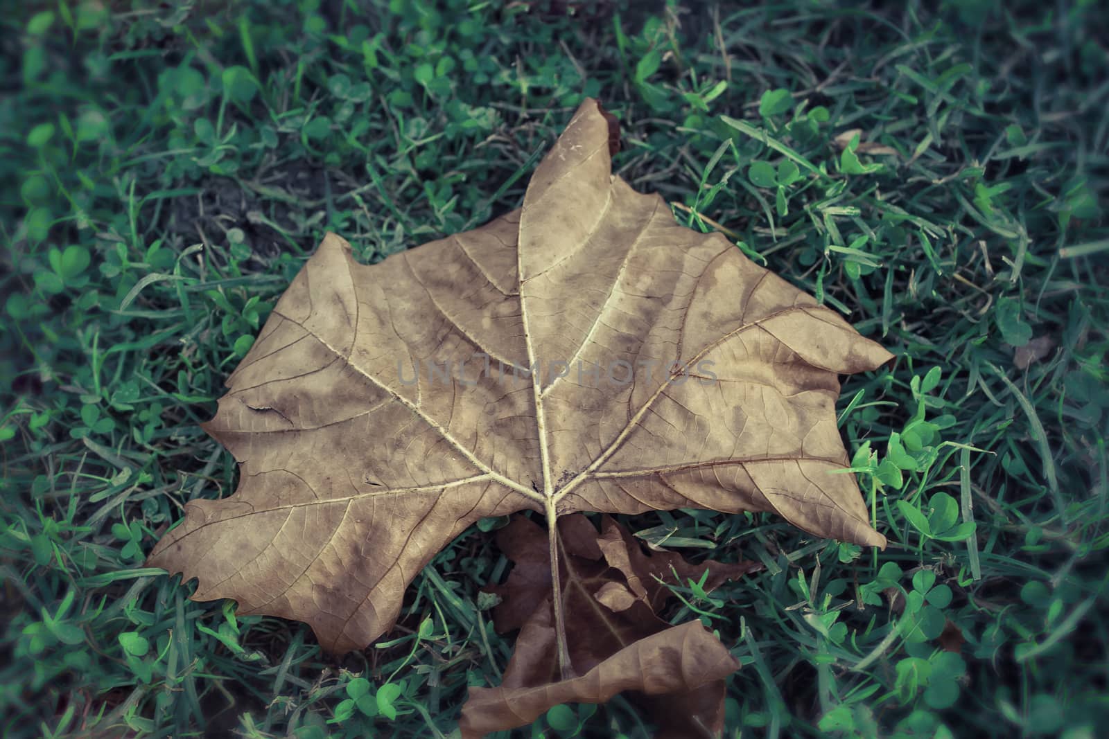 autumn leaf on the meadow , artistic toned photo