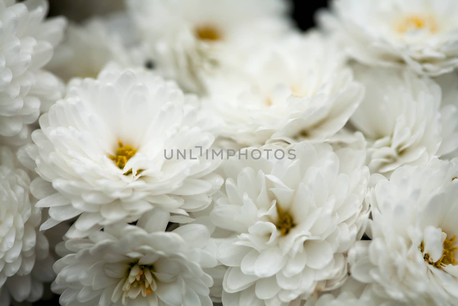 Fine art of close-up, beautiful abstract flowers background