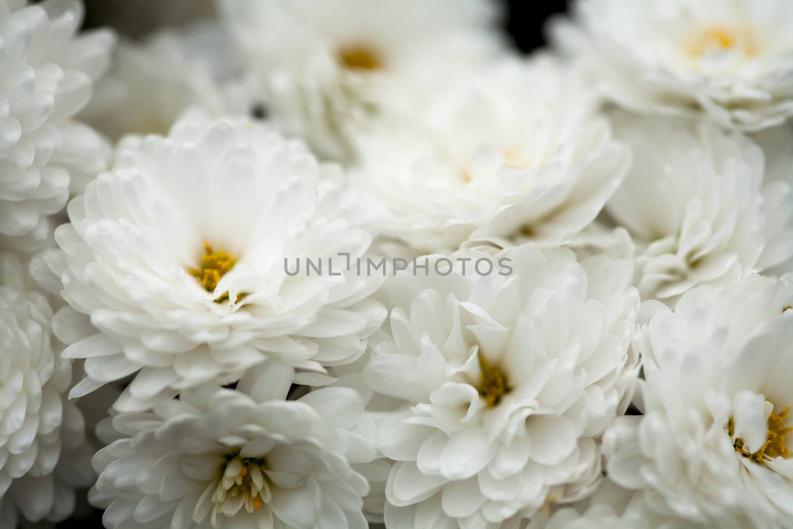 Fine art of close-up , flowers by Lizard