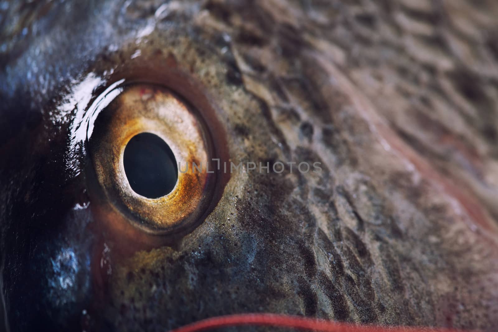 Fish eye close up , artistic toned photo