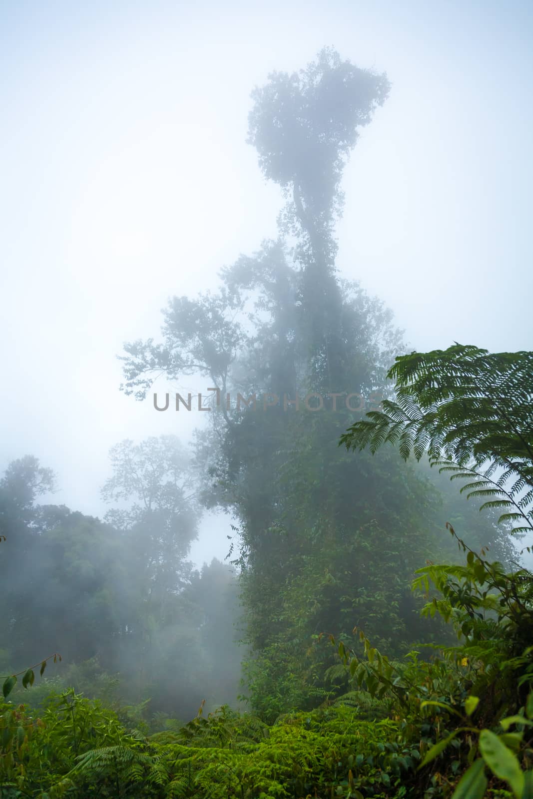 Indonesian rainforest on autumn day