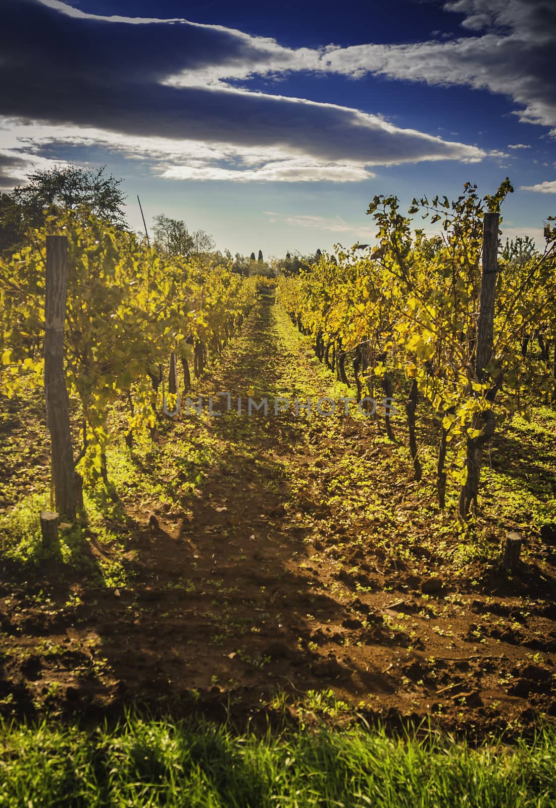 Beautiful Mediterranean vineyard on a sunny day