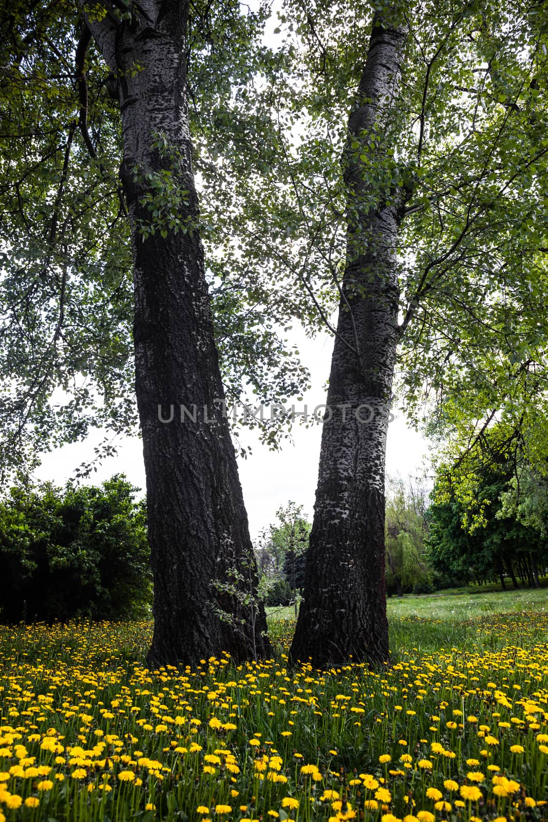 Trunks of trees surrounded by blooming yellow dandelions