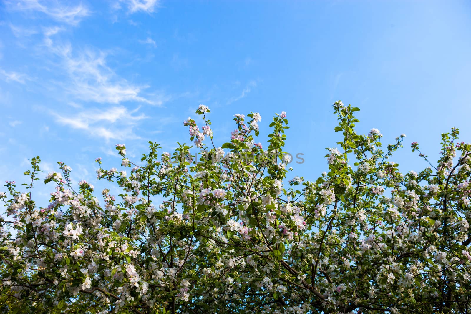 Blooming branches of the apple tree against the blue sky background.