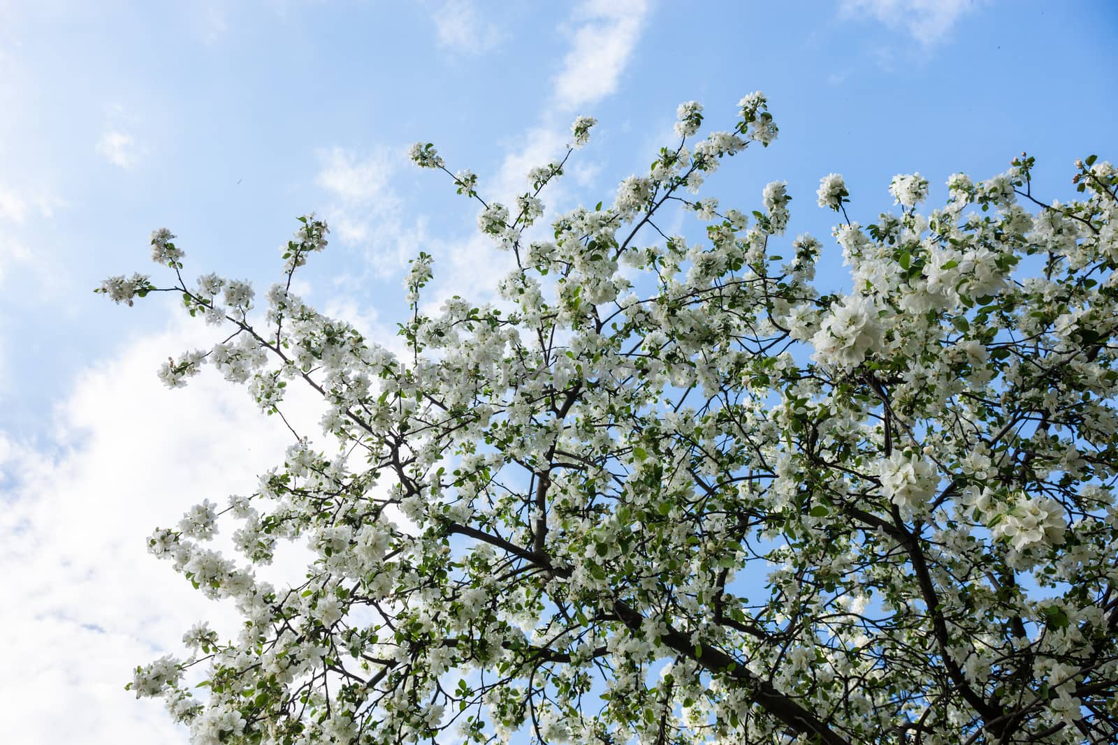 Blooming branches of the apple tree against the blue sky background.