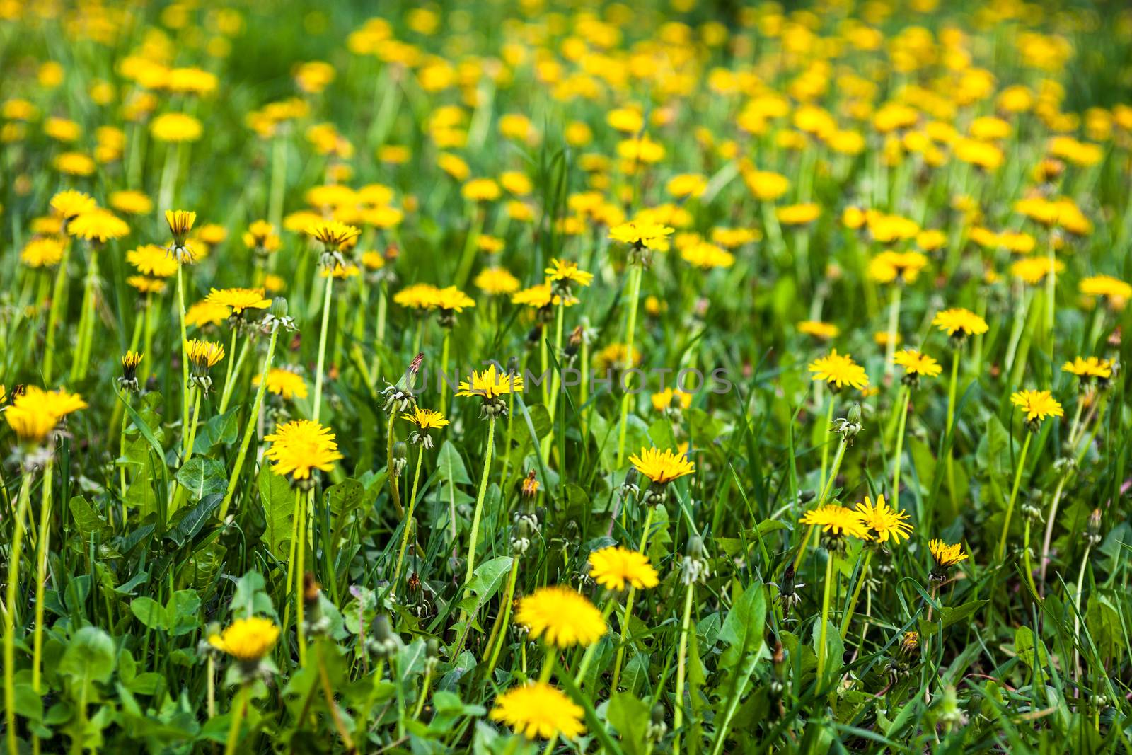 Meadow with lots of blooming yellow dandelions by rootstocks