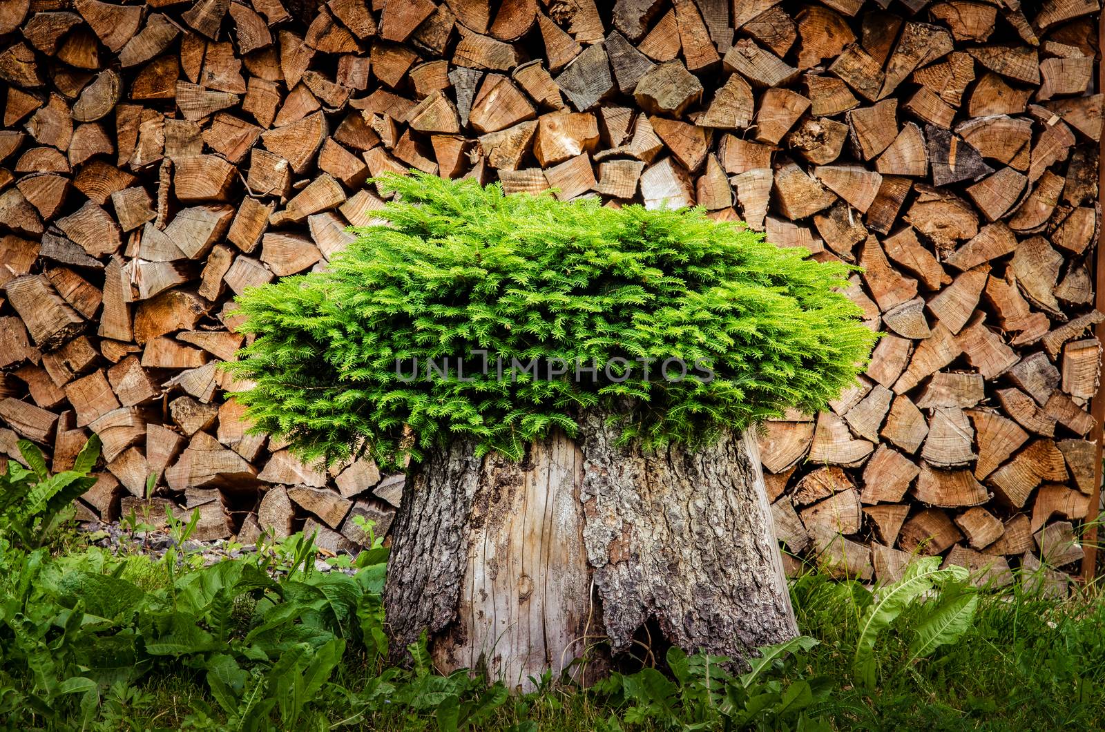 Detail of tree planted in a pot from trunk with firewood background