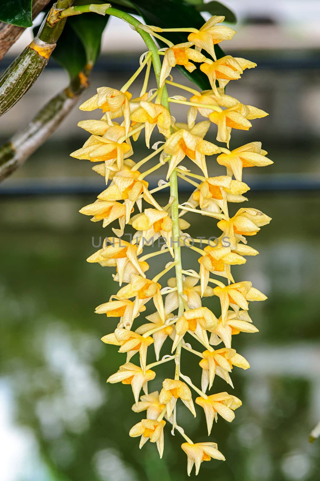 Beautiful dendrobium orchid  by NuwatPhoto