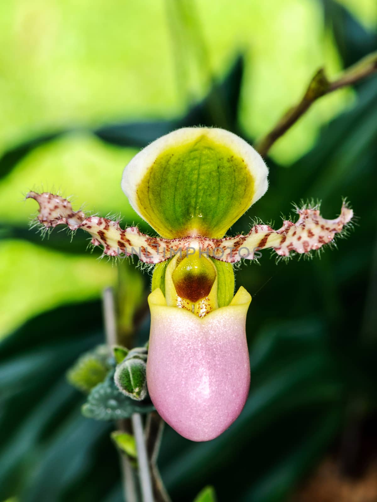 Beautiful paphiopedilum orchid flowers in garden
