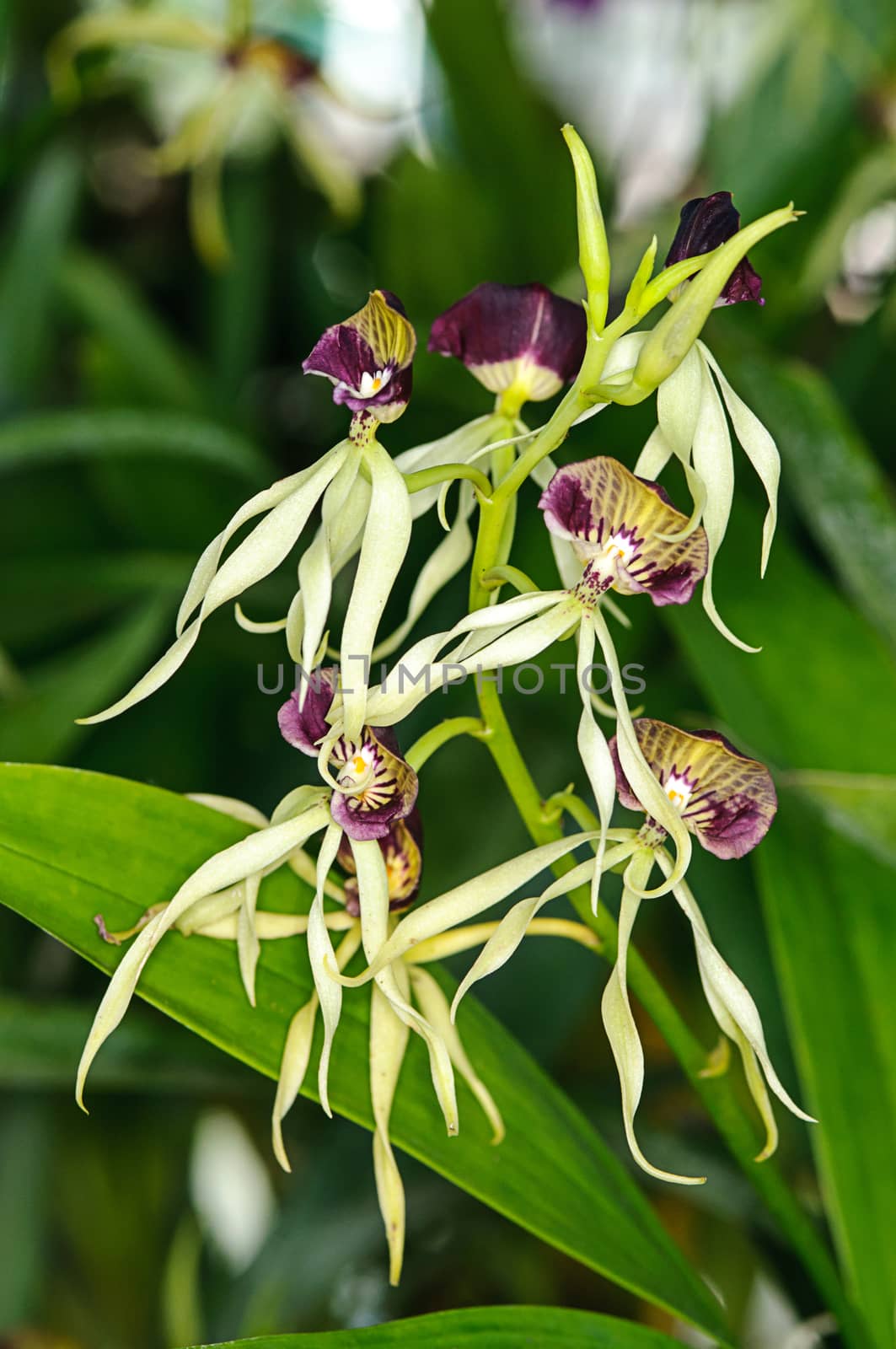 Beautiful Eneyelia cochleata orchid flowers in garden