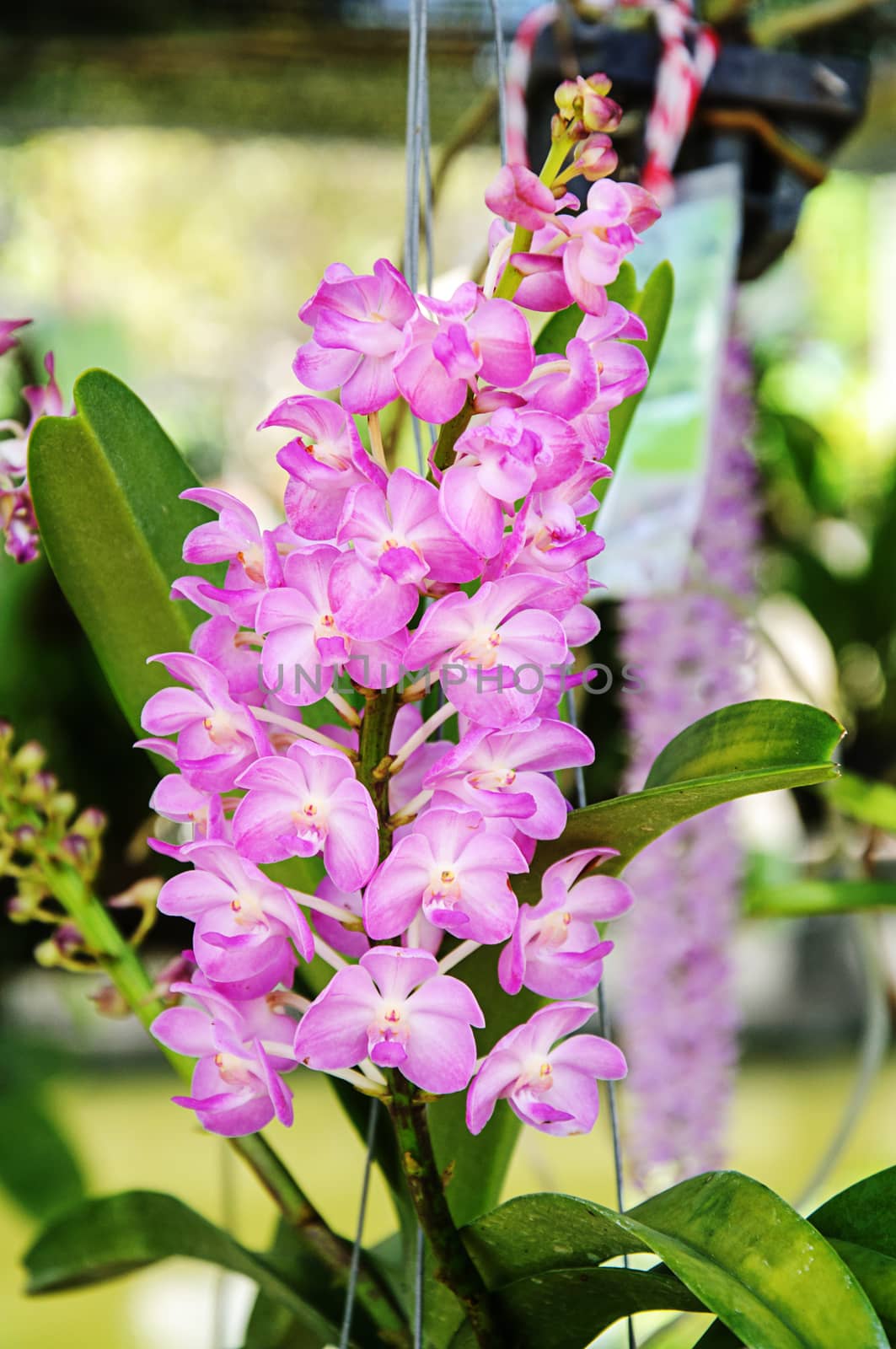 Beautiful orchid flowers in garden
